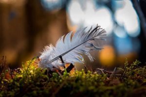 Odrůdy ptačí peří, obrázky s názvy Odrůdy ptačí peří, obrázky s názvy